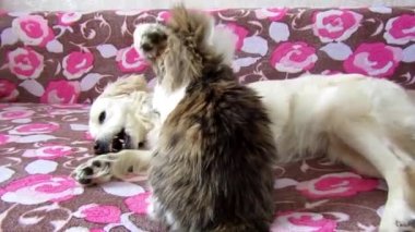  Yumuşak kedi Kuzya köpeğe saldırmayı çok sever. Dina onların kanepede oynama oyunu.