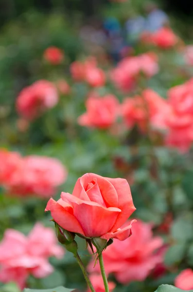 Oddzielne rose różowy w ogrodzie — Zdjęcie stockowe