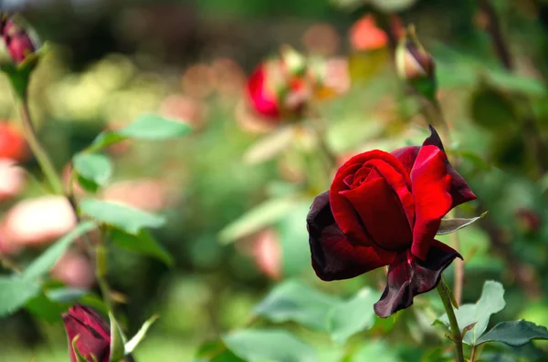 Rosa roja oscura —  Fotos de Stock