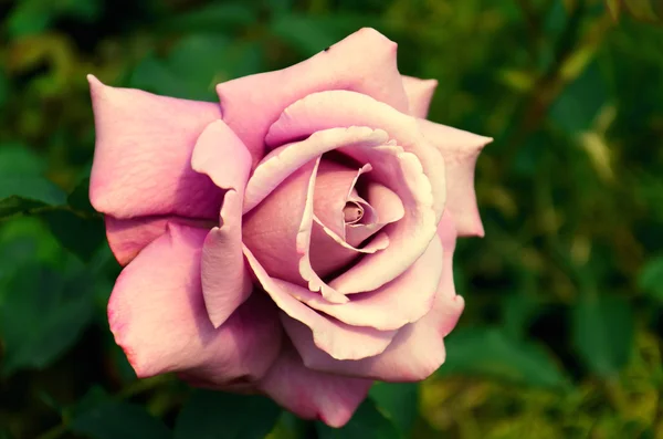 浅粉色玫瑰红的大 — 图库照片