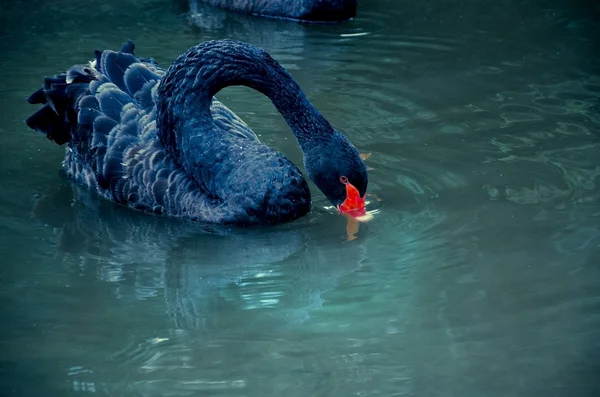 Cisne Negro agua potable en el río — Foto de Stock