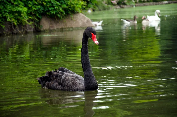 Cisne negro flota —  Fotos de Stock