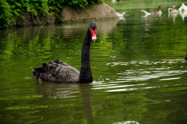 Cisne preto no lago verde — Fotografia de Stock