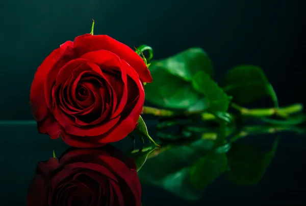 One red rose on a dark blue background — Stock Photo, Image