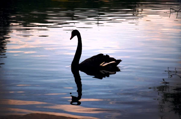 Silhueta de um cisne e o seu reflexo — Fotografia de Stock