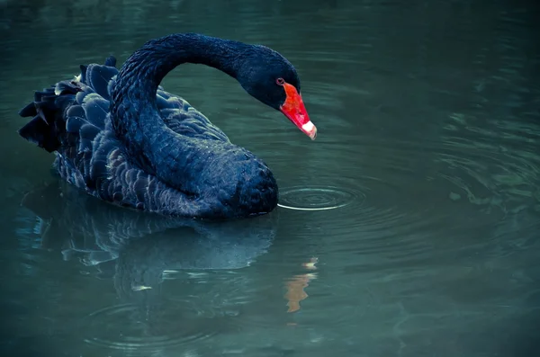 Cisne oscuro en el lago azul — Foto de Stock