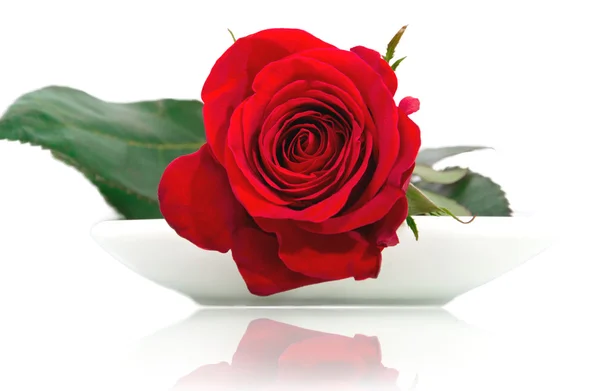 Red rose on a white plate — Stock Photo, Image