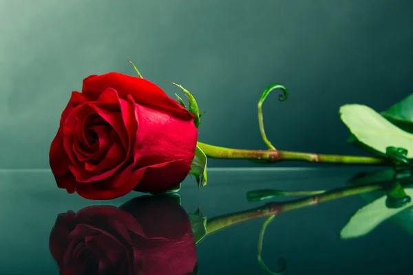 Red rose on glass — Stock Photo, Image