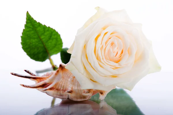 Biała Róża i muszla — Zdjęcie stockowe
