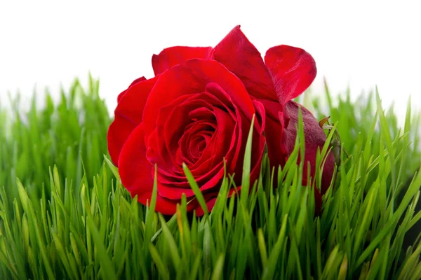 Rose w trawa zbliżenie — Zdjęcie stockowe