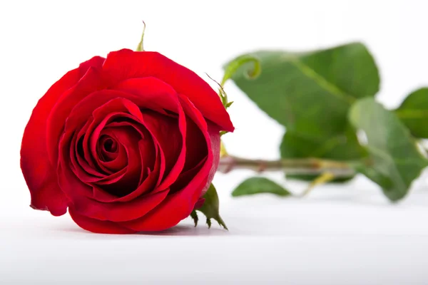 One red rose on a white paper — Stock Photo, Image