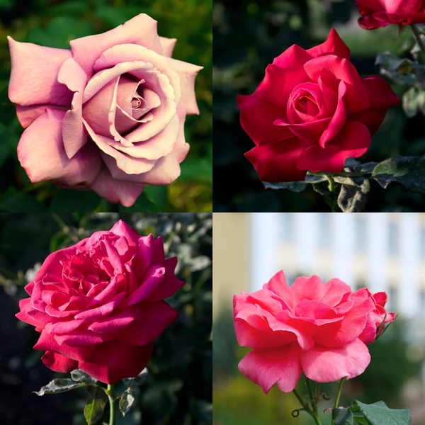 Vier grote roze rozen — Stockfoto