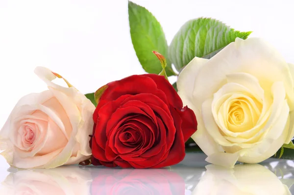 Three roses lie in a row — Stock Photo, Image