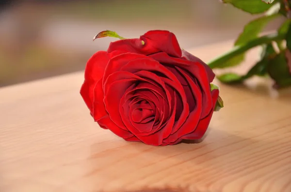 Jedna czerwona róża na drewnianym stołem — Zdjęcie stockowe