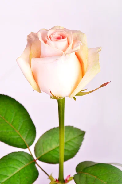 Peach-colored rose on a stem — Stock Photo, Image
