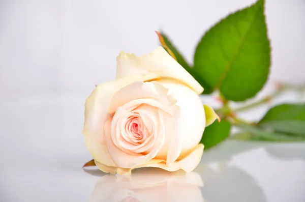 White-pink rose lays — Stock Photo, Image