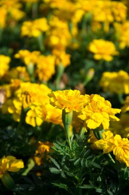 kadife çiçeği grubu