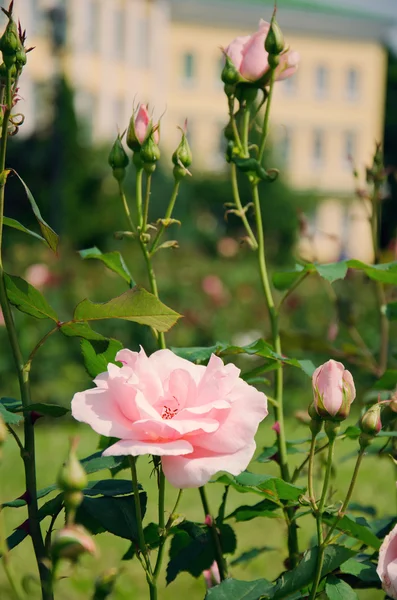Бледно-розовая роза с бутонами — стоковое фото