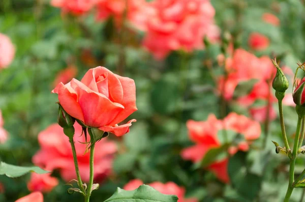 Peach color rose in the rosarium — 图库照片