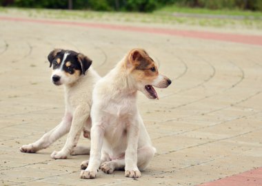 Two spotted puppies sitting