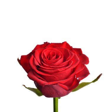One red rose, side view