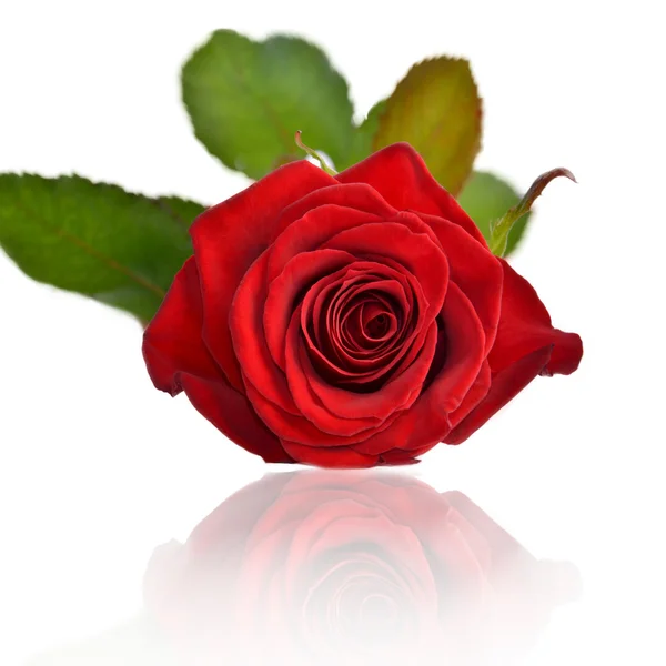 Velvety red rose on a white background — Stock Photo, Image