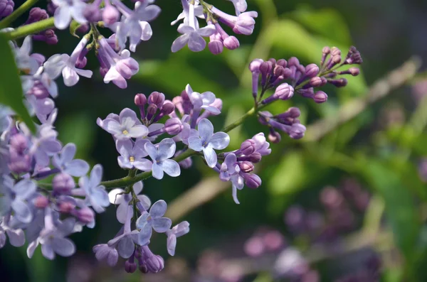 紫色の花とライラックの枝 — ストック写真