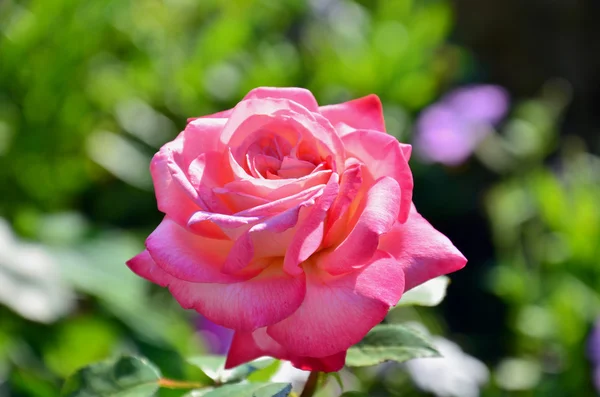 一朵明亮的粉红色玫瑰 — 图库照片