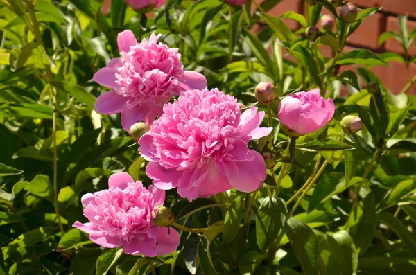 Ярко-розовые пионы — стоковое фото