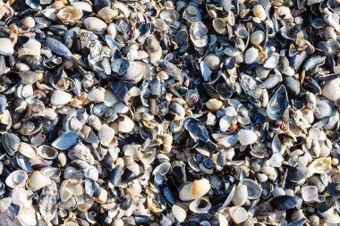 Sahilde deniz kabukları