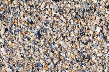 Sahilde deniz kabukları