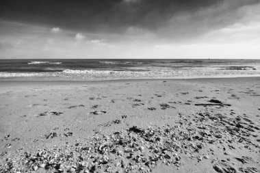 Sahilde deniz kabukları