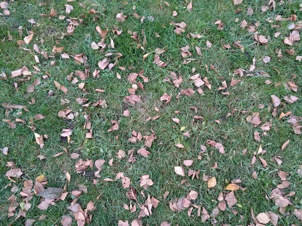 Bruin Droog Herfstblad Groen Gras Herfst Achtergrond — Stockfoto