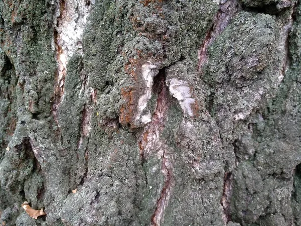 Woody Background Rinde Stamm Eines Alten Baumes Birkenrinde — Stockfoto