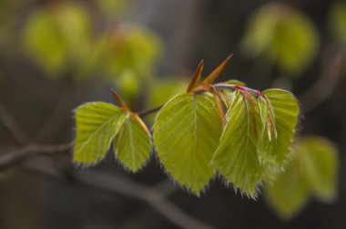 Fotoğraf erken Bahar.