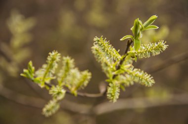 Fotoğraf erken Bahar.