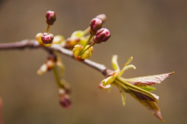 Fotoğraf erken Bahar.