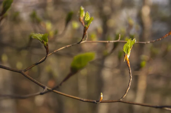 Foto brzy na jaře. — Stock fotografie