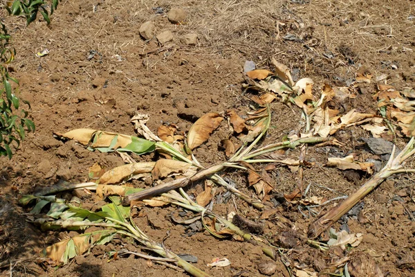 Tronco Albero Banana Marcisce Nel Terreno Tronchi Banana Vengono Abbattuti — Foto Stock