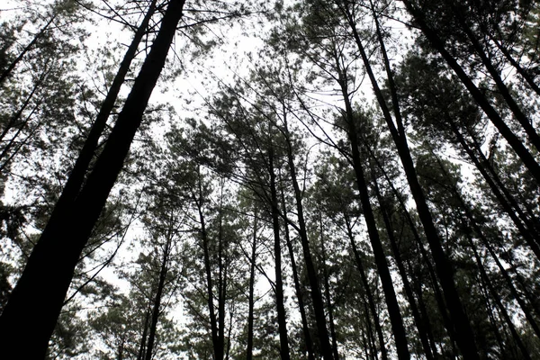 Bottom view of tall pine trees in Gunung Pancar, Bogor, Indonesia. Pine forest silhouette. Silhouette of pine trees in the morning.