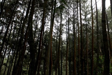 Çam ormanı silueti. Sabahları çam ağaçlarının silueti