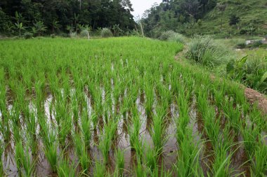 Çeltik tarlası. Pirinç bitkileri pirinç tarlalarında yetişmeye başladı. Bogor, Batı Cava, Endonezya, Endonezya 'daki geniş çeltik alanı