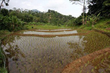 Bogor, Batı Cava, Endonezya ve Endonezya 'da geniş bir çeltik alanı. Pirinç bitkileri pirinç tarlalarında yetişmeye başladı. Padi mulai tumbuh di sawah