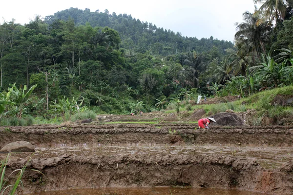 농부들은 있습니다 논에서 자라기 시작하였다 인도네시아 인도네시아 보고르의 — 스톡 사진