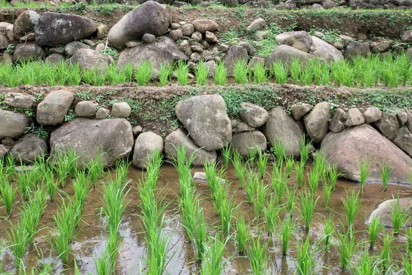 Rijstveld Rijstplanten Begonnen Groeien Rijstvelden Groot Gebied Rijstveld Bogor West — Stockfoto