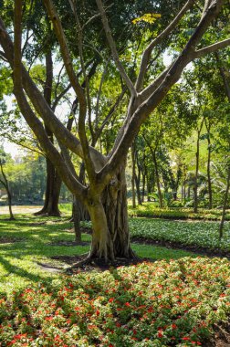 Doğanın bahçesinde banyan ağacı
