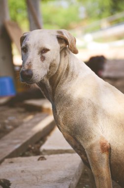 Beyaz köpek kapatın