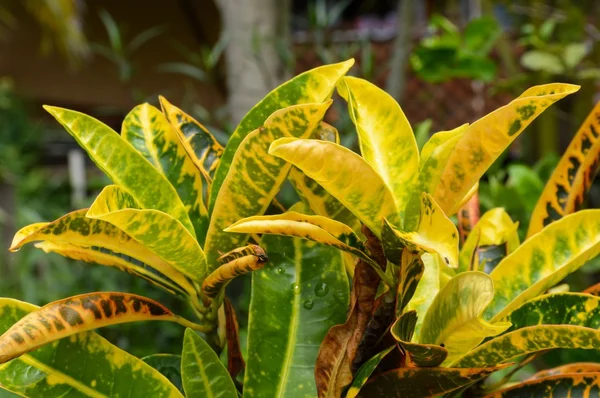 Tanaman variegatium Codiaeum — Stok Foto