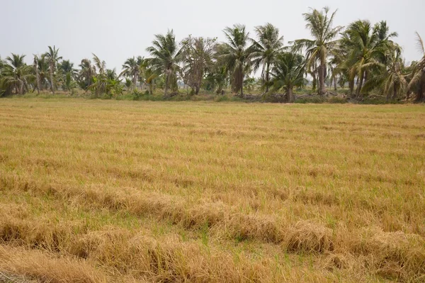 Kuru pirinç alan — Stok fotoğraf