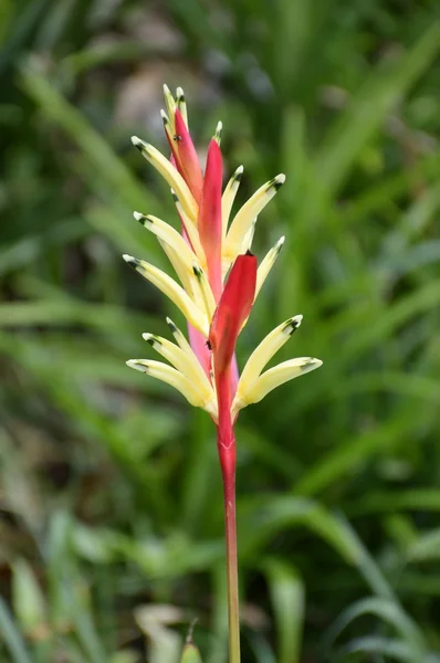 Heliconia flor no jardim — Fotografia de Stock